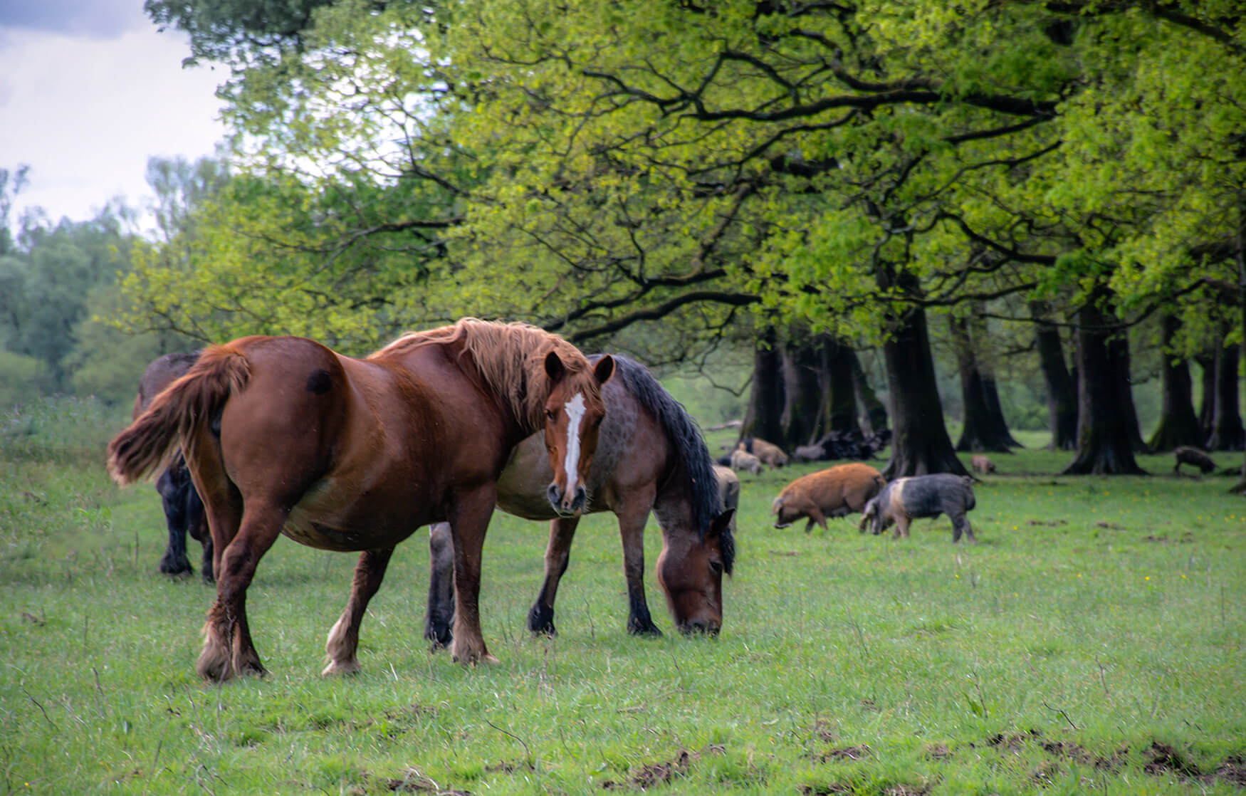 Nada_Graberski_Mužilovčica_horses